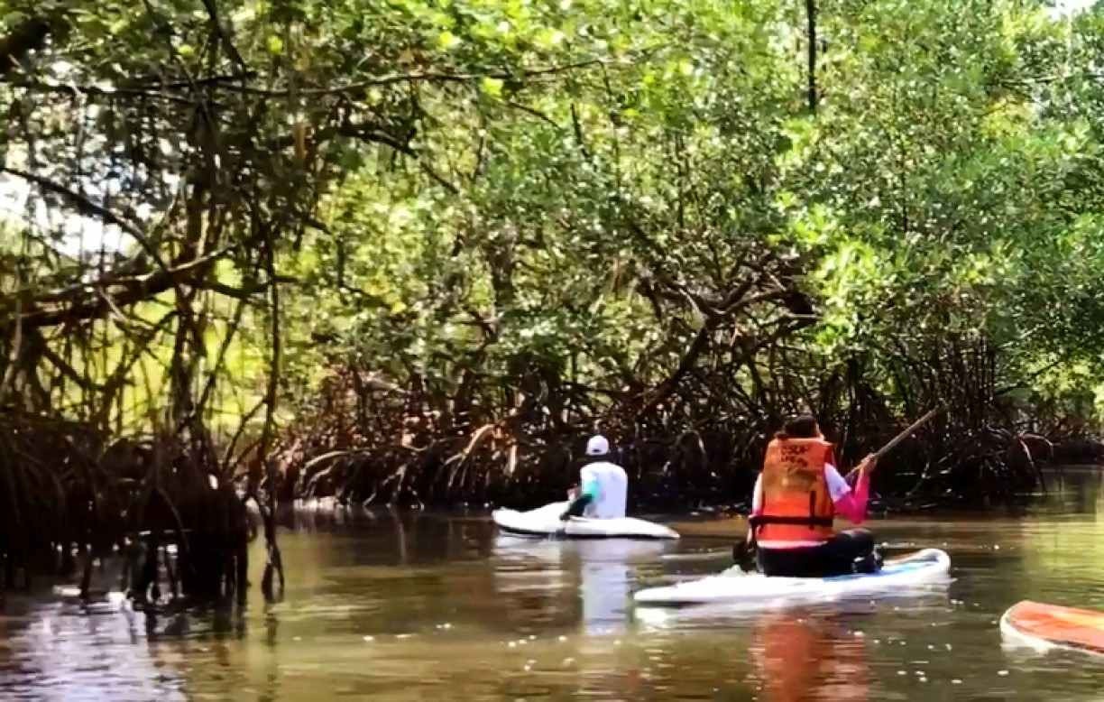 CANOEING IN THE MANGROVE